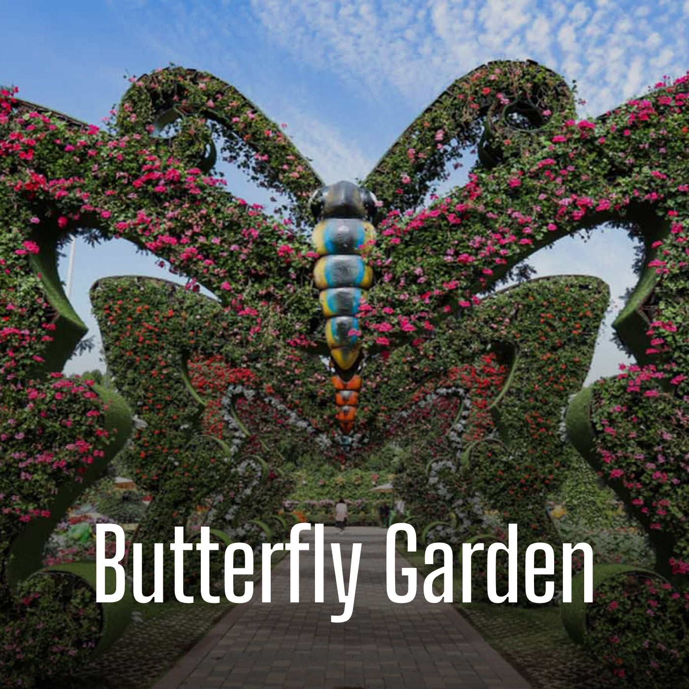 Butterfly Garden
