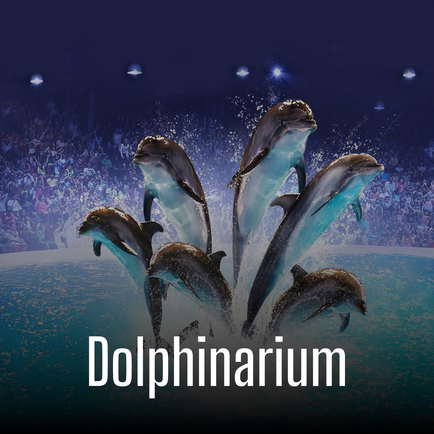 Dolphinarium
